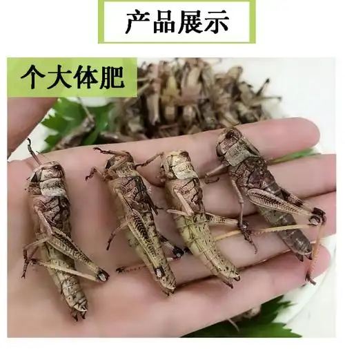 新鲜蚂蚱活虫冷冻公母蝗虫生东亚飞蝗油炸零食蚱蜢昆虫500g东亚飞蝗虫