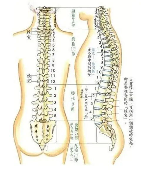 在正常情况下,健康人的脊柱有四个生理曲度: 颈椎向前凸,胸椎向后凸