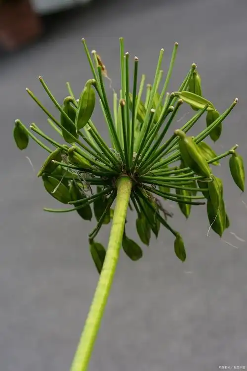该科植物通常具有伞状花序,即多朵小花组成的花序呈伞形或复伞形排列.