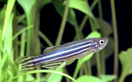 红斑马鱼蓝斑马鱼小型热带鱼观赏鱼灯科鱼群游鱼活体鱼冷淡水鱼