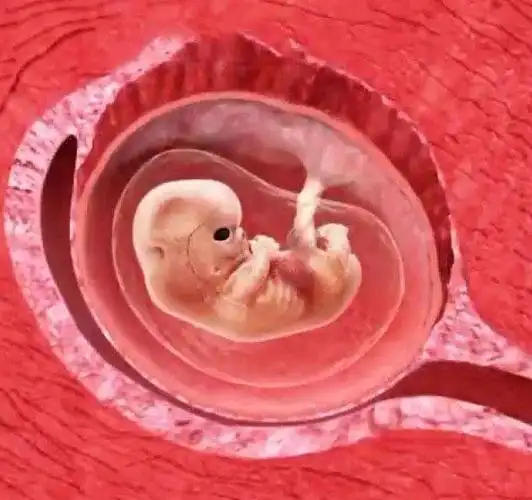 虽然刚怀孕不建议孕妈们去做太多检查,但在怀孕7周后,能看到胎心胎芽