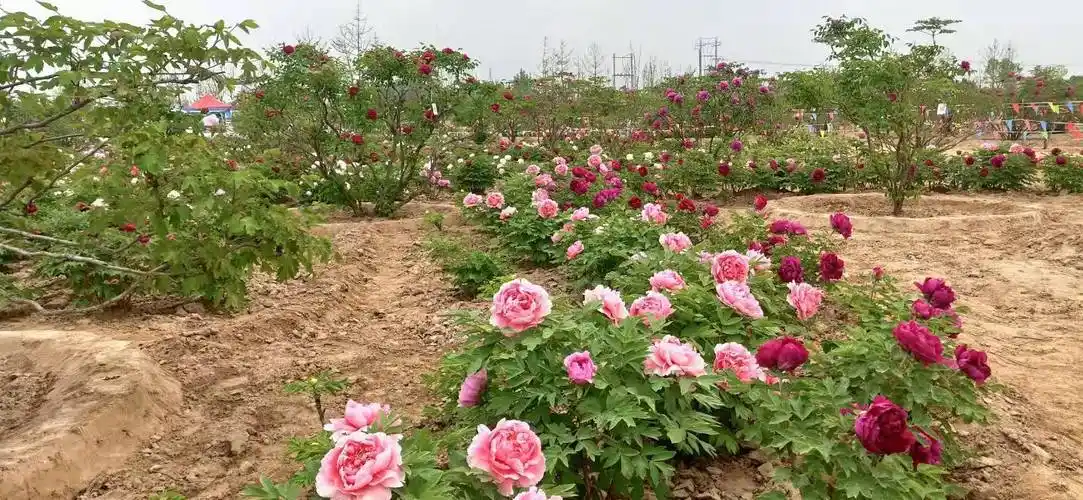 山东菏泽——牡丹培育基地_品种_种植_花卉