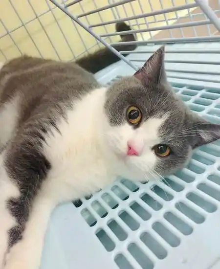 英短蓝白母猫配种