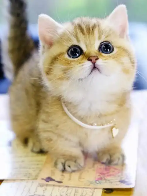 精品金渐层曼基康矮脚猫