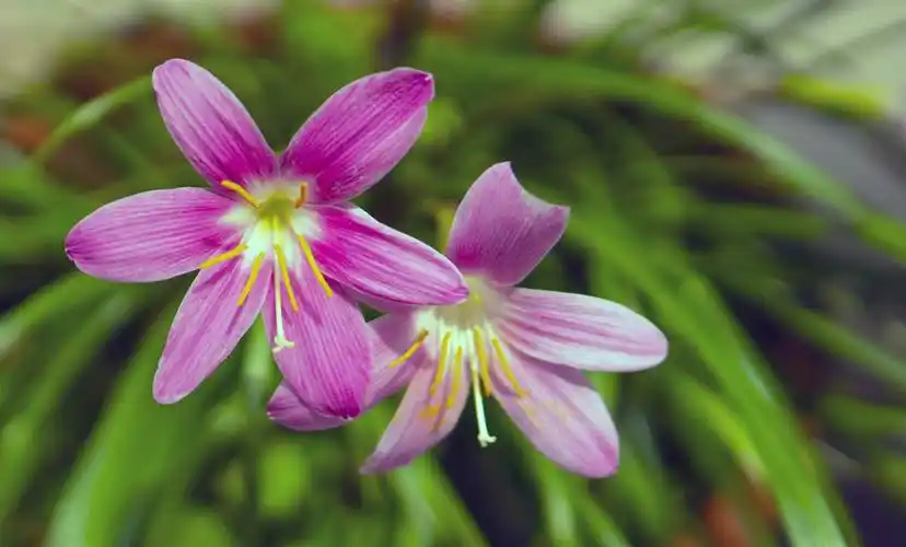 百态千姿韭菜兰