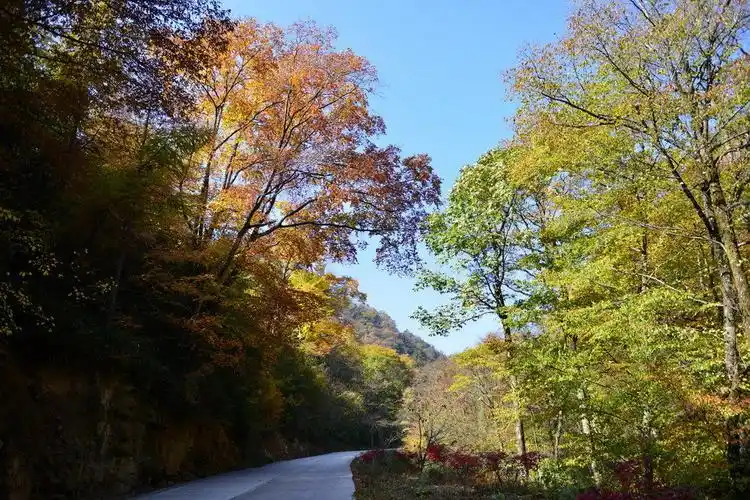 走进南江光雾山,看秋天染红巴山枫叶