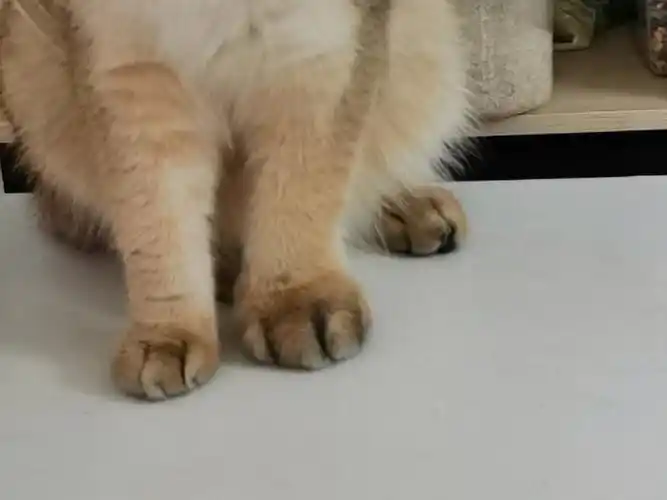 一夜之间猫爪子一个大一个小怎么回事呀