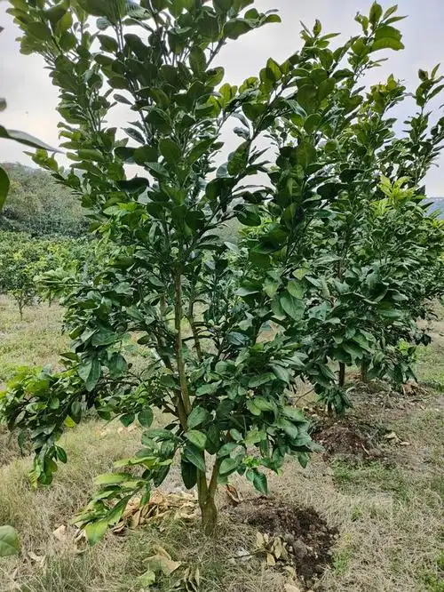 「青柚网」泰国红宝石青柚苗批发