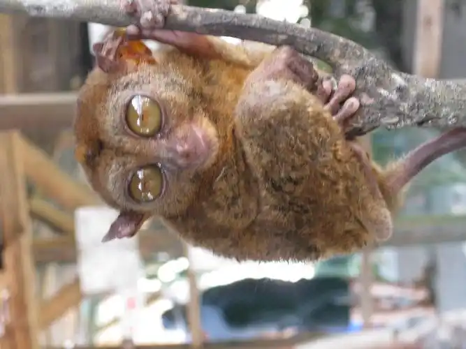 世界上最小的猴子