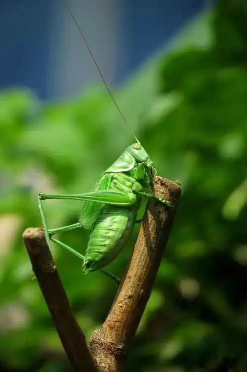 立夏︱即将告别春天,迎接夏日的开始