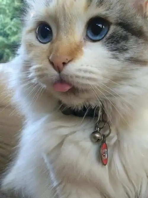 吐舌头卖萌的猫,喜欢哪一只 zt