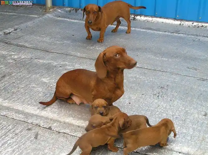 大同腊肠犬价格_大同腊肠犬多少钱一只_纯种腊肠犬幼犬专卖 _狗铺子