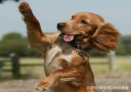 宠物界最听话的狗狗,逗得大家哈哈大笑,白送你你想养吗?