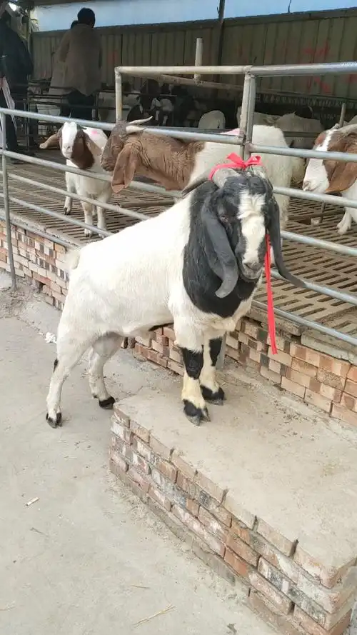 纯种波尔山羊#波尔山羊种公羊