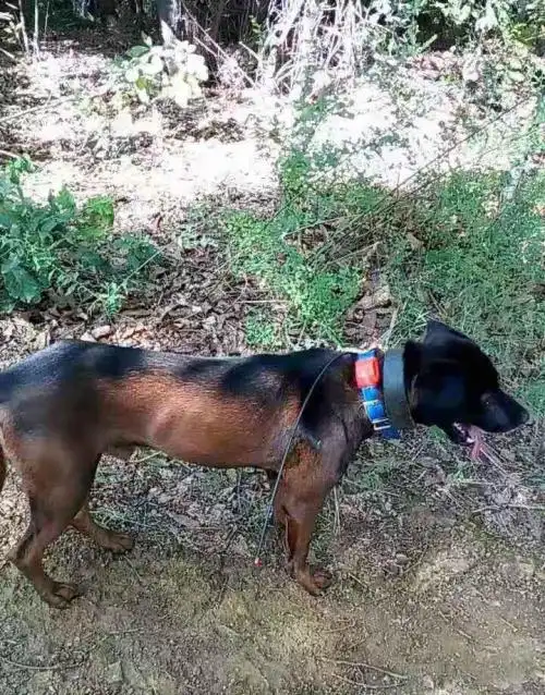 天生的山地猎犬青川犬简介