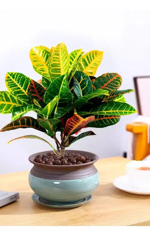 七彩变色木盆栽变叶木植物室内外花卉阳台好养易活花叶大绿植 七彩变