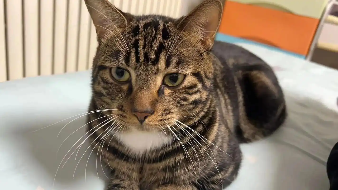 长春本地狸花猫无偿领养