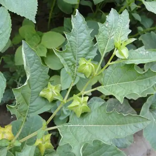 东北姑娘果灯笼果种子籽红甜大黄菇娘苗水果四季盆栽树苗果苗孑