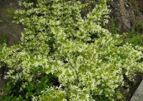 白花檵木太美了,这种下山桩怎么获得,如何将之制成盆景呢?