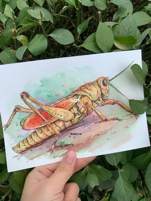 画一只小蝗虫过程图