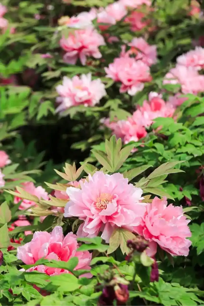 太原市迎泽区:看"双塔凌霄",赏"牡丹国色"