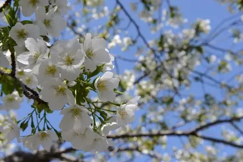 2015年12月5日 18:01   关注  樱花 评论 收藏