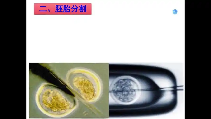 胚胎工程的应用和前景 胚胎分割和胚胎干细胞