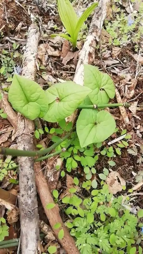 长白山的特产中药材细参