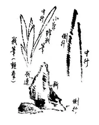 写意花鸟国画中用笔用墨的技法