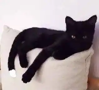 流传至今的猫咪神兽古风名