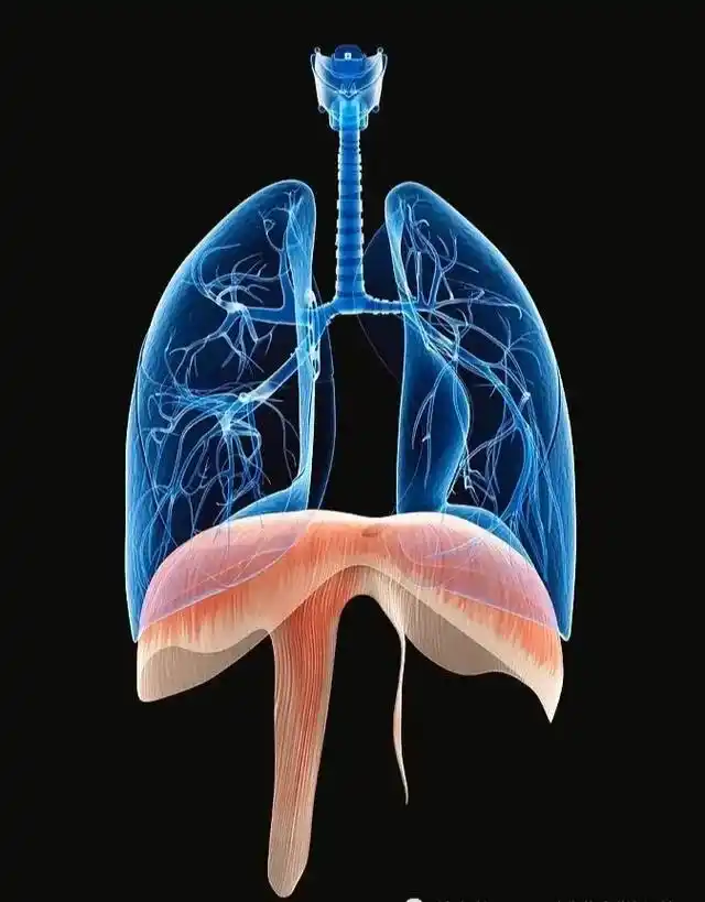 膈肌.支撑侧地面反作用力相对更大,腹内压更大,胸前组织也会更 - 抖音