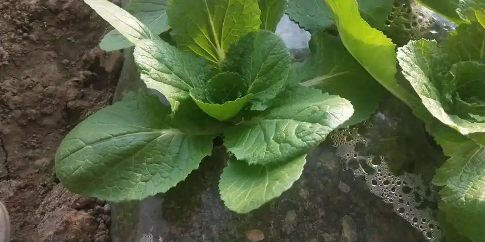 特色叶菜介绍(副本)