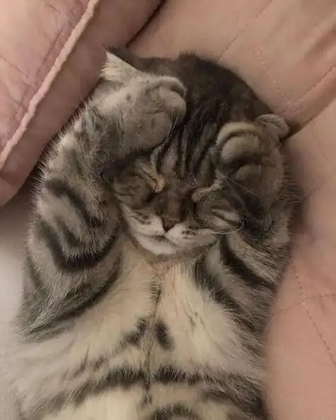 睡觉回头的猫咪表情包可爱(猫咪睡觉倒着头)