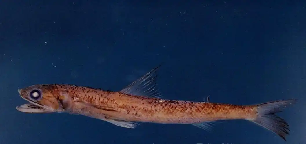 花斑蛇鲻 (动物)