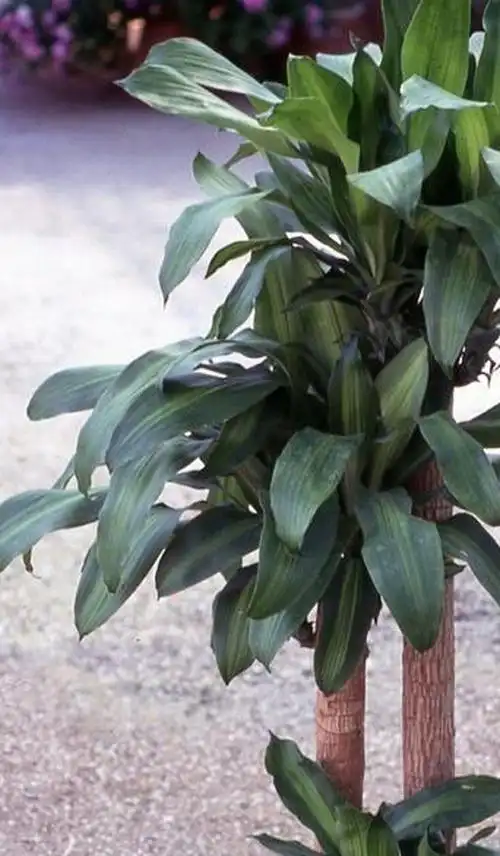 巴西铁树适合室内养殖吗