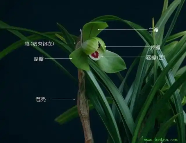 兰花品种鉴别图谱兰花识别神器