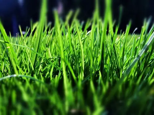 即使生若杂草,草地,绿色,护眼,植物,清新,即使生若杂草壁纸图片