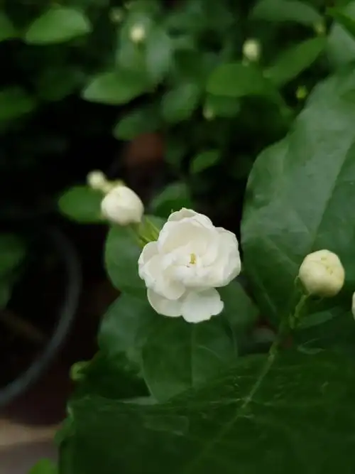 重瓣香水茉莉盆栽木本植物阳台室内花卉客厅盆景带花带花苞
