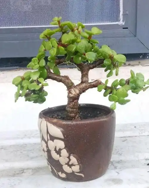 金枝玉叶长得丑?用对5种方法,变身漂亮"小老桩"