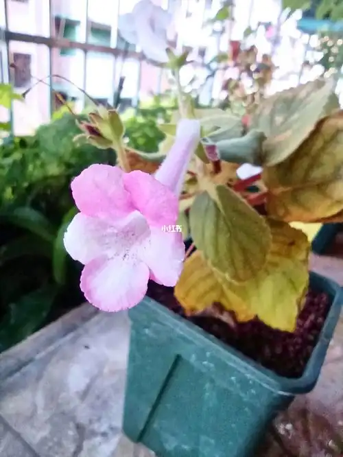 迷你岩桐尤利娅