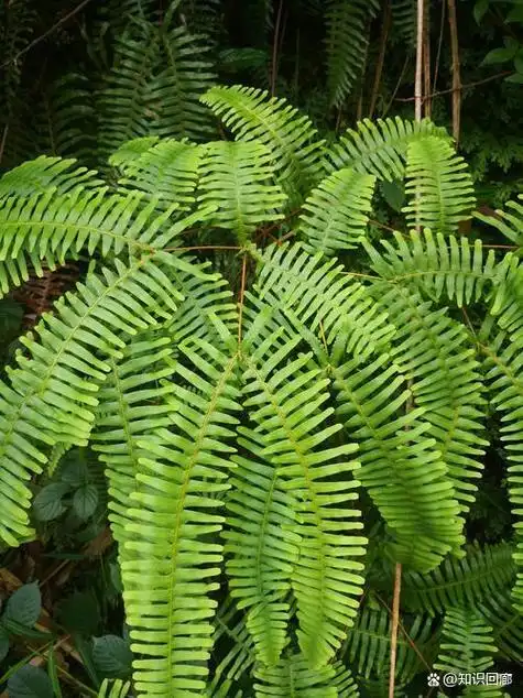 探秘桫椤:中国南方的古老生命之树