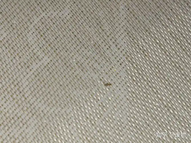 家里的墙壁上出现很多小虫子,如图,是什么虫?如何消除? - 知乎