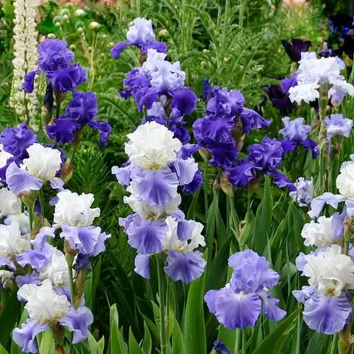 德国鸢尾(德国鸢尾花的养殖方法和注意事项)