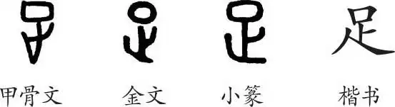 《足》字义,《足》字的字形演变,说文解字《足》