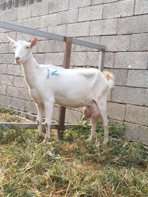 畜牧商情 供应信息 信息标题:养殖10只奶山羊成本是