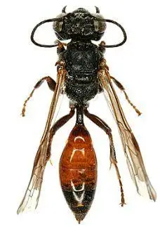 赤条蜂的窝简笔画