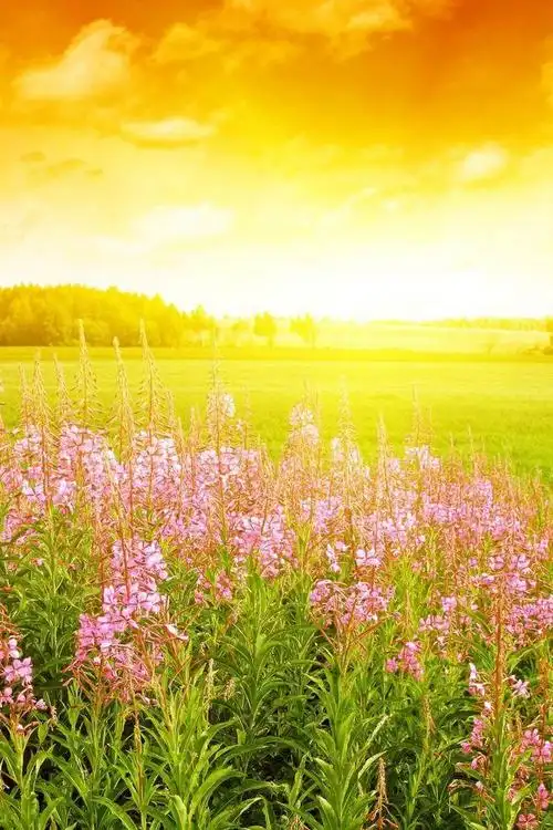 温暖阳光风景手机壁纸,高清图片,手机锁屏桌面-壁纸族