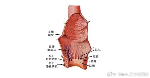 肛门解剖图