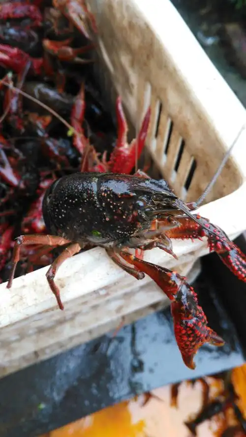 江苏鲜活清水养殖活虾567钱小龙虾包邮提供养殖技术