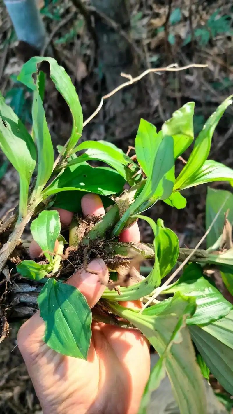 见血清,草药 - 抖音